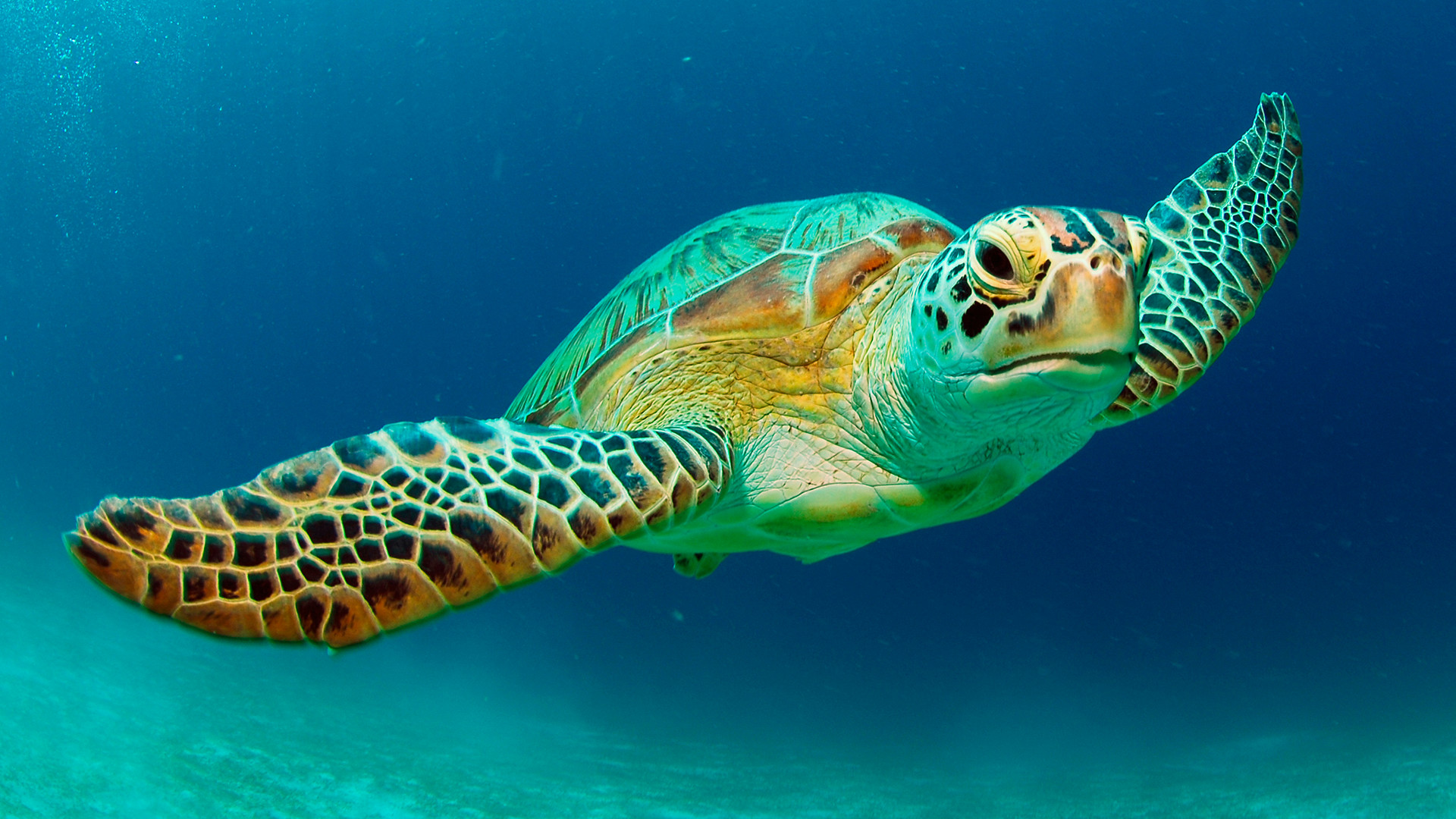 Cyprus’s endangered green sea turtles #WorldTurtleDay