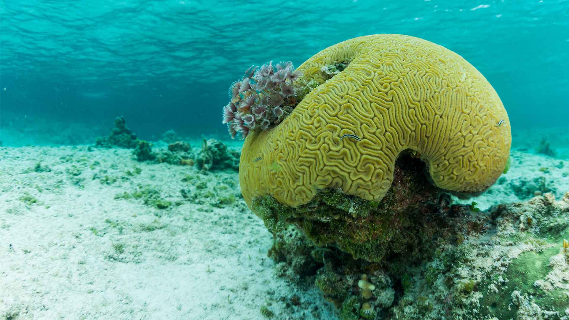 Coral devastation in the Pacific & Indian Oceans – Coral Triangle Day