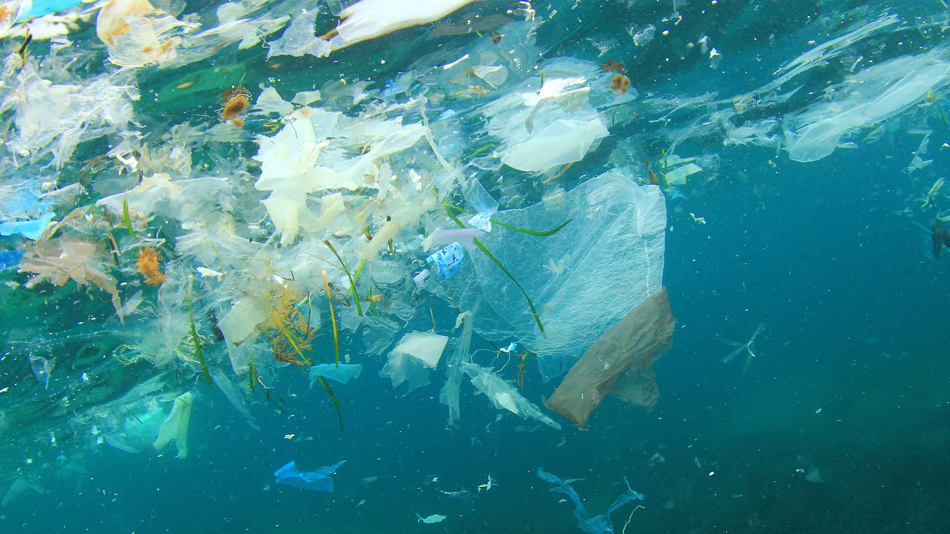 Reducing plastic pollution in our oceans – World Environment Day